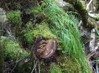 Albums/20060200-New Zealand 2006/20060210-Te Anau to Milford/50